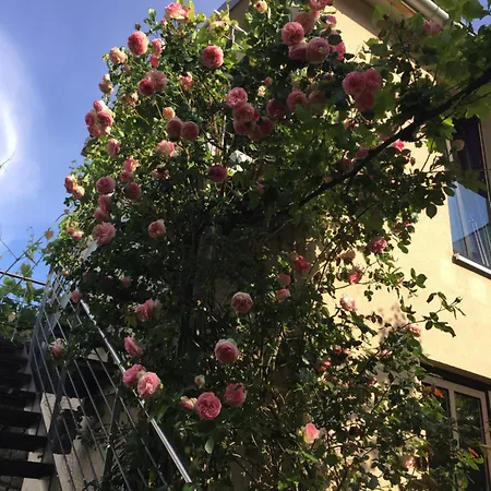 住宿加早餐酒店 新艺术-霍夫酒店 Langenlonsheim