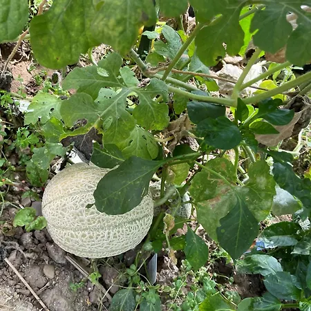 Jugendstil-hof Alojamento de Acomodação e Pequeno-almoço 5*