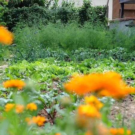 Jugendstil-hof B&B Langenlonsheim