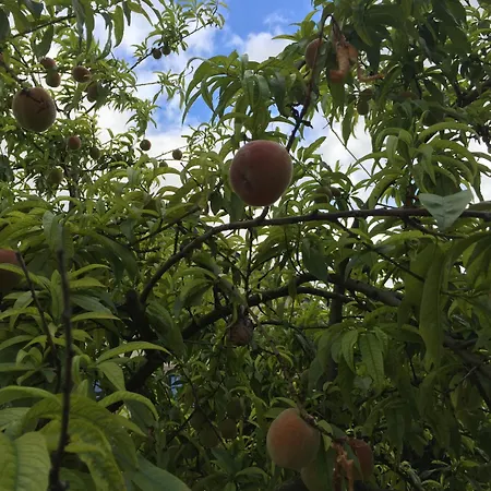 Alojamento de Acomodação e Pequeno-almoço Jugendstil-hof 5*