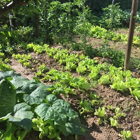 新艺术-霍夫酒店