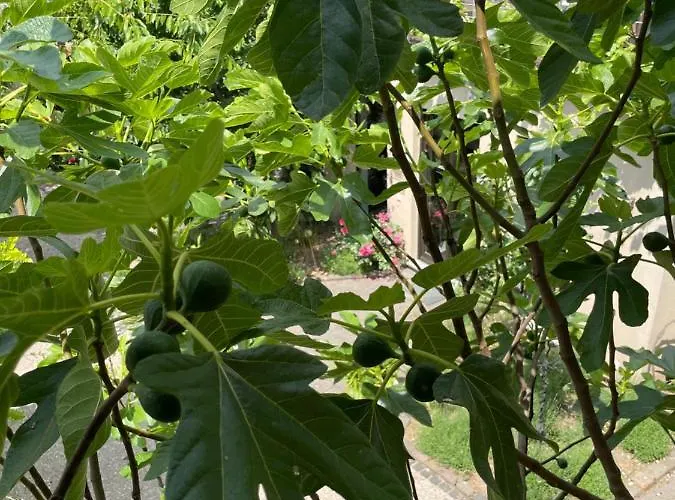 Frühstückspension Jugendstil-hof 5*