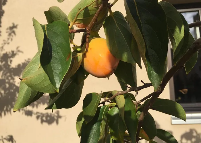 Frühstückspension Jugendstil-hof 5*