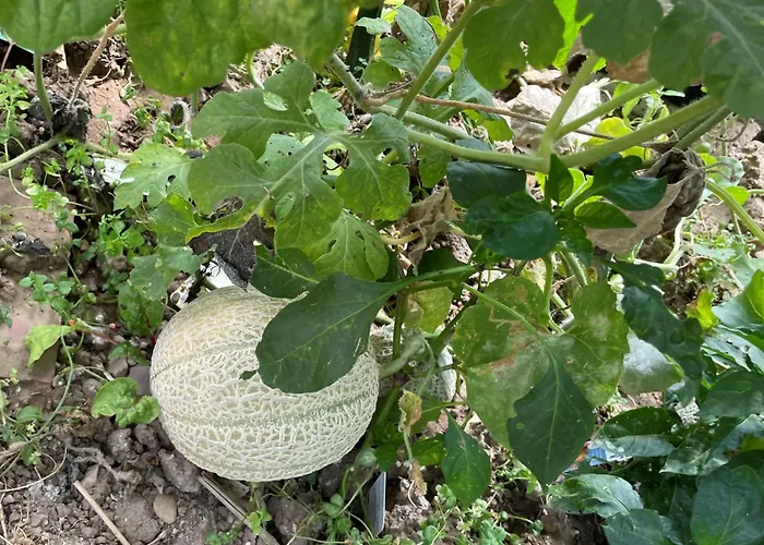 Jugendstil-hof Frühstückspension 5*