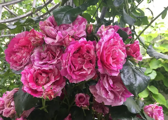 Jugendstil-hof 5* Langenlonsheim