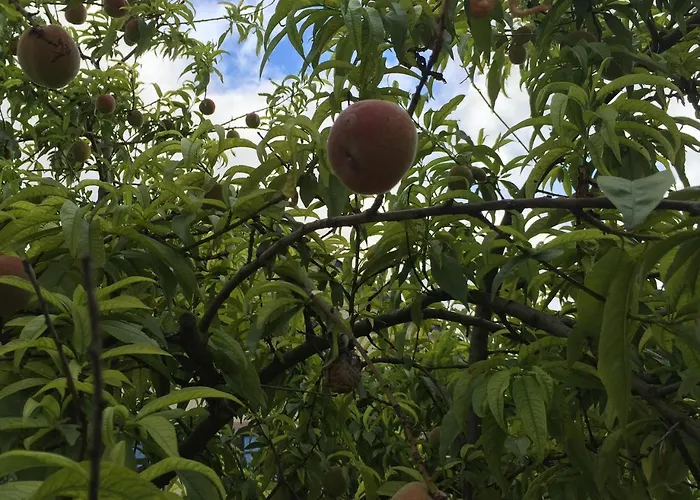 Frühstückspension Jugendstil-hof 5*