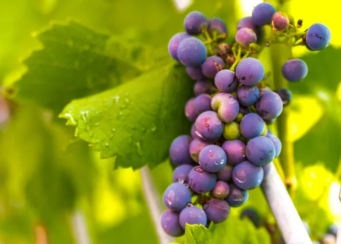 Frühstückspension Jugendstil-hof